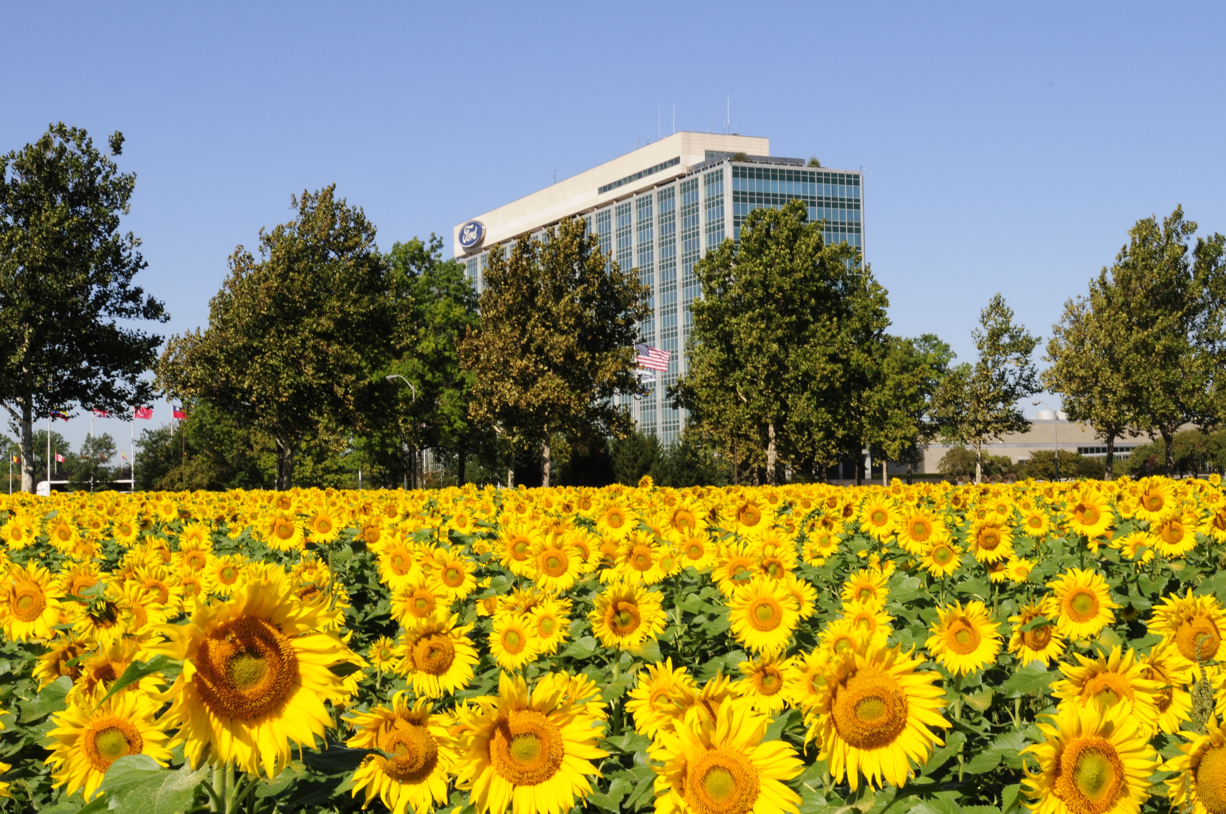 In the foreground, bright yellow sunflowers with orange centers. In the background, a tall building with the "Ford" logo and many windows can be seen behind a line of trees.